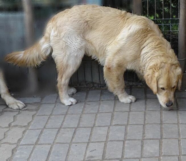 Golden retriever 8 miesięczne