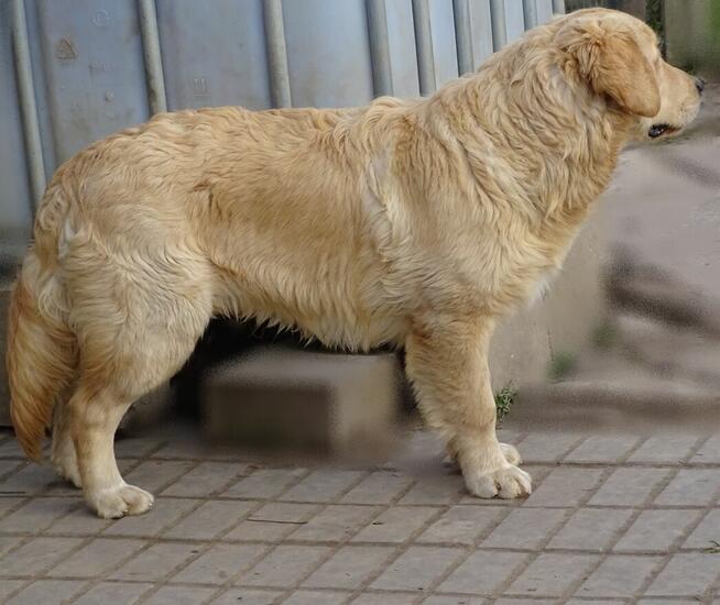 Golden retriever 8 miesięczne