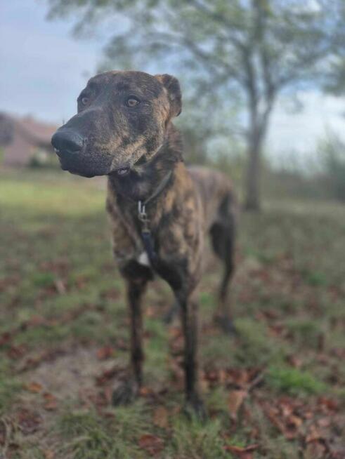 Blum - młody, wychowany z dziećmi, aktywny psiak!