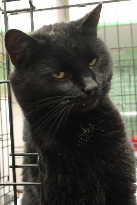 Czarny koci gentlemen szuka domu!