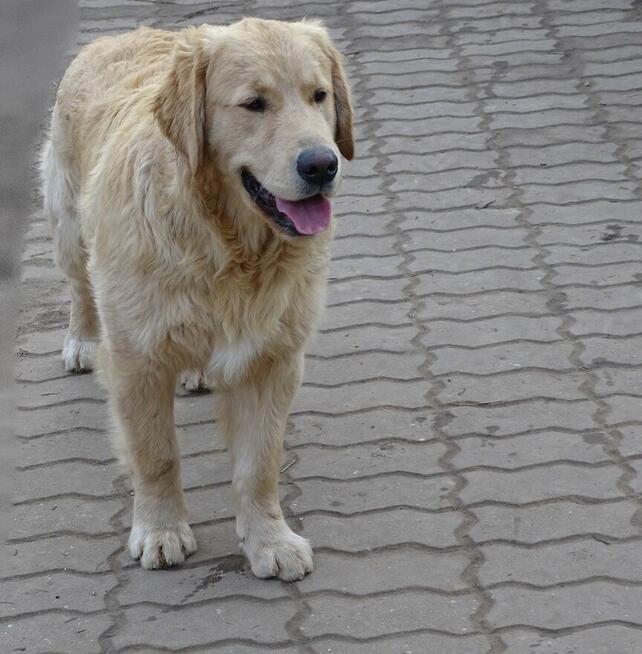 Golden retriever 8 miesięczne