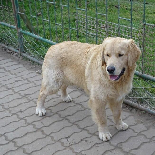 Golden retriever 8 miesięczne