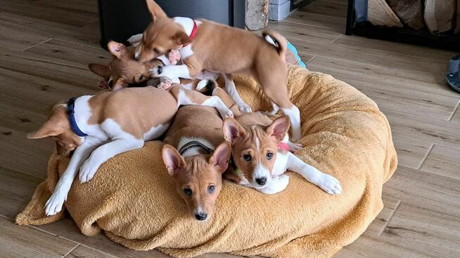 Basenji szczenię rudo-białe
