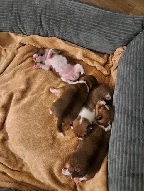 Basenji szczenię rudo-białe