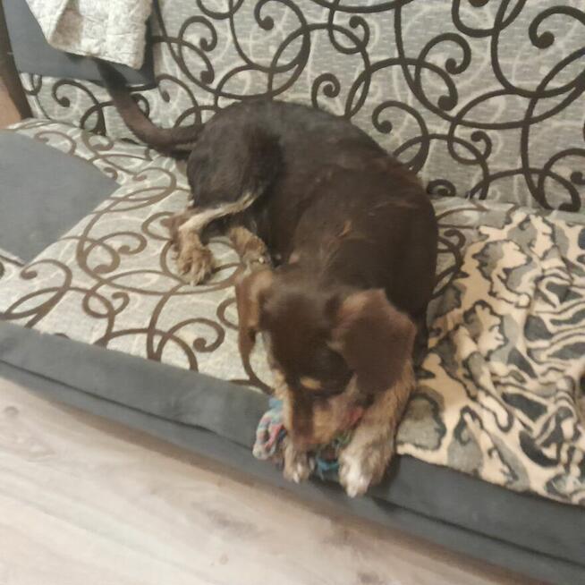 Oddam dużego kilkumiesięcznego psa