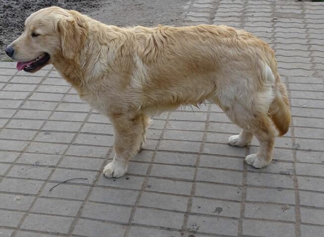 Golden retriever 8 miesięczne