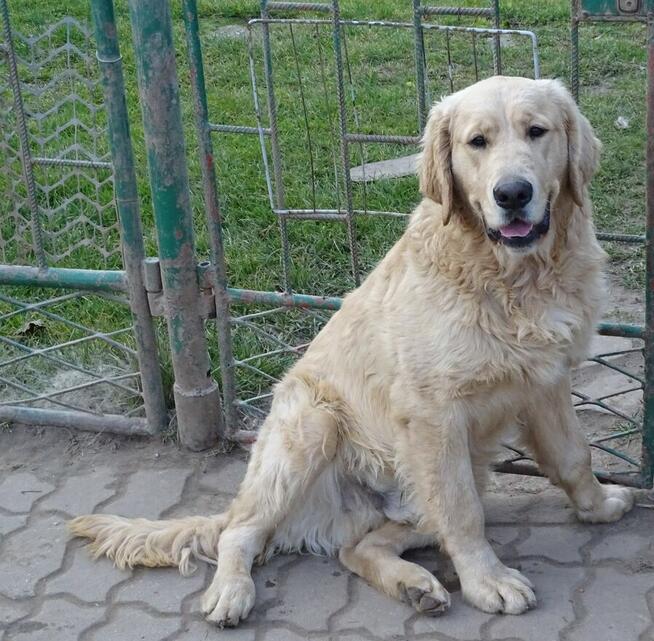 Golden retriever 8 miesięczne