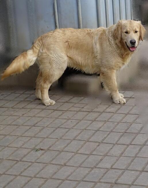 Golden retriever 8 miesięczne