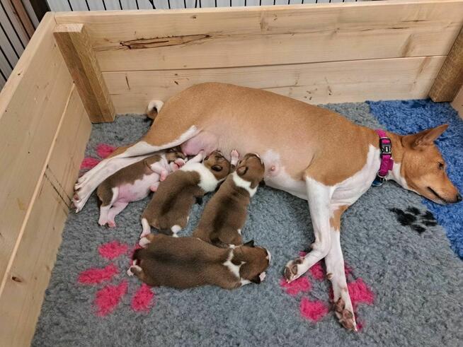 Basenji szczenię rudo-białe