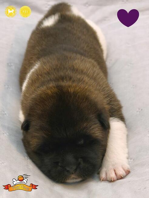 Szczenięta AKITA AMERYKAŃSKA - hodowla PlayTime FCI