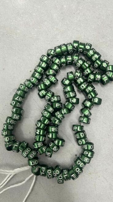 obrączki drobna egzotyka, papugi 2026