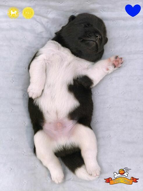 Szczenięta AKITA AMERYKAŃSKA - hodowla PlayTime FCI