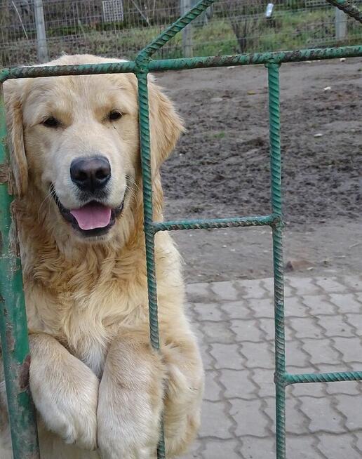 Golden retriever 8 miesięczne