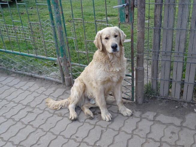 Golden retriever 8 miesięczne