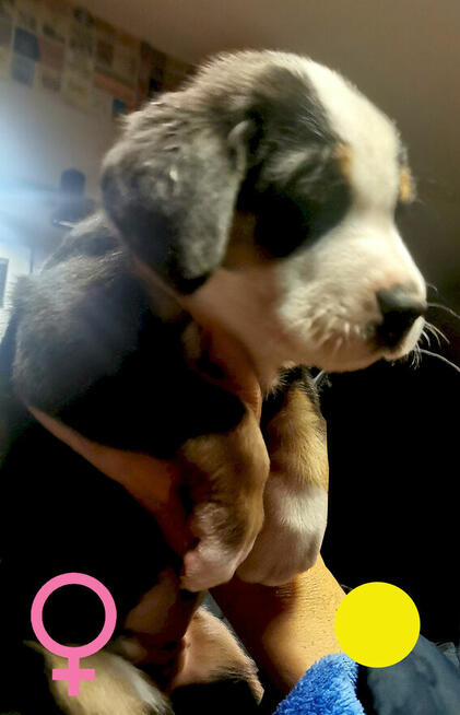 Szczeniak Duży Szwajcarski Pies Pasterski DSPP