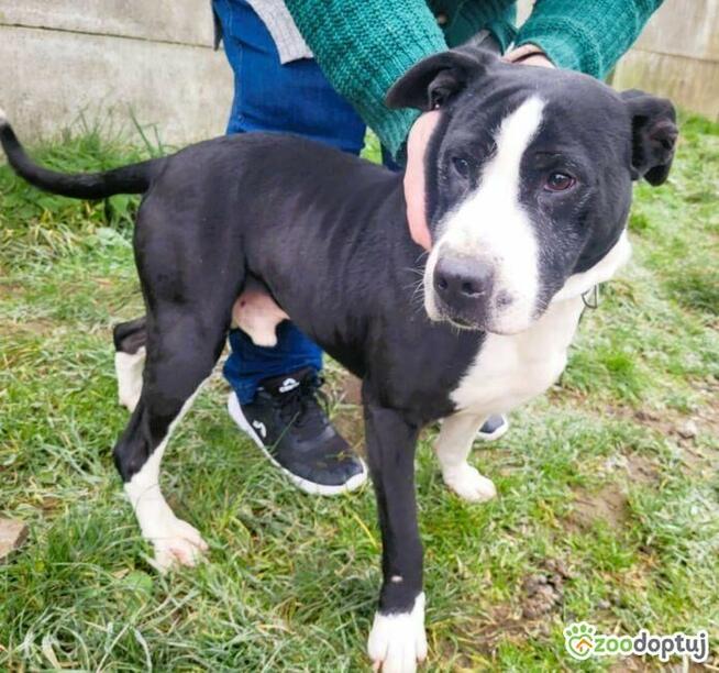 BINGO - kochany psiak w typie amstaffa szuka mądrego domu