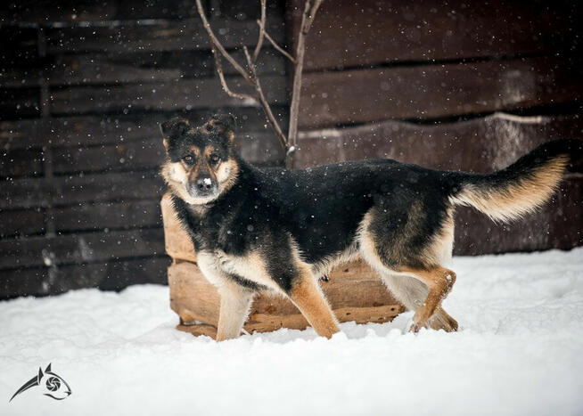 Leo szuka domu tymczasowego na jesień życia
