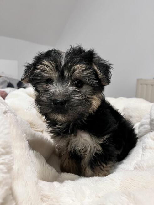 Sprzedam yorka malutkiego