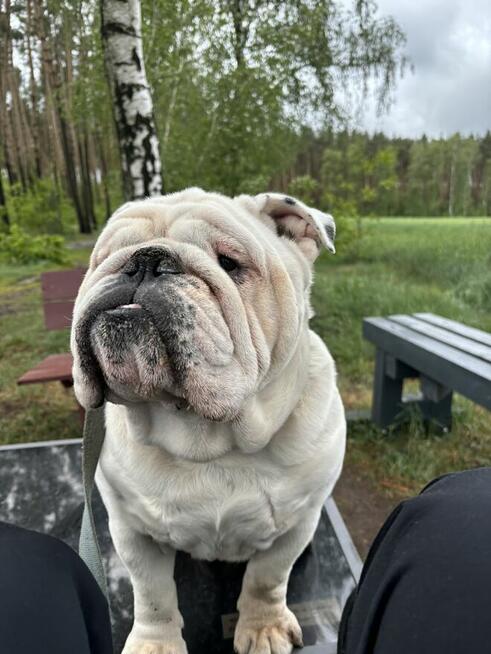 Oddam buldoga angielskiego