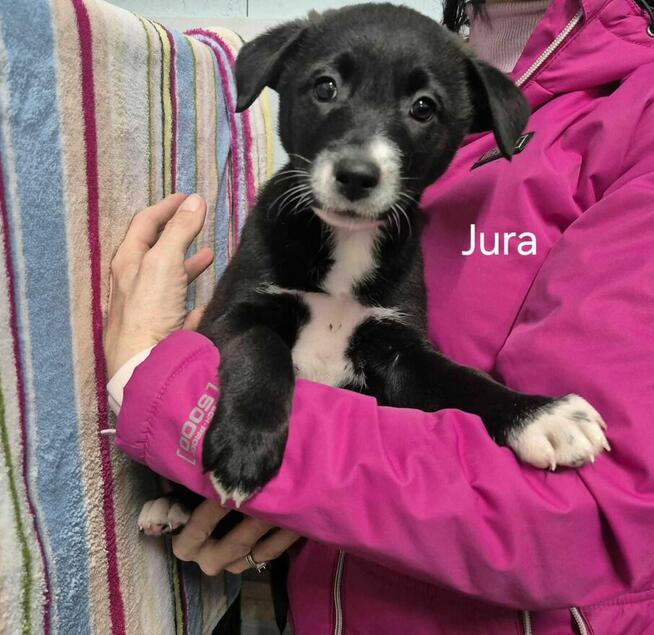 Jura szuka swojego człowieka