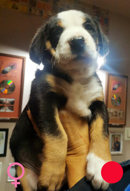 Szczeniak Duży Szwajcarski Pies Pasterski DSPP