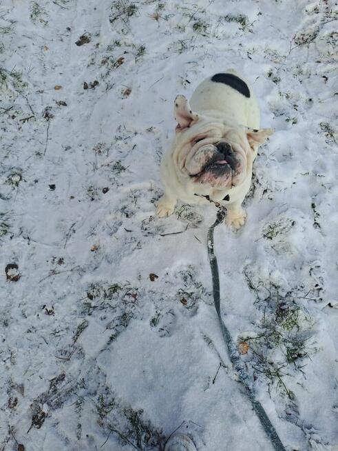 Oddam buldoga angielskiego