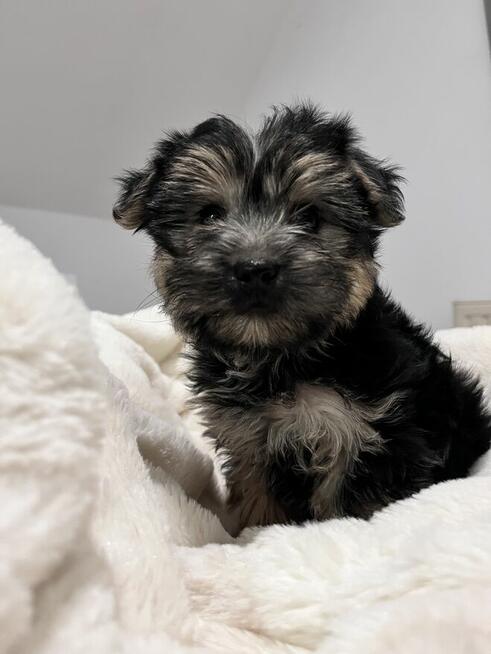 Sprzedam yorka malutkiego