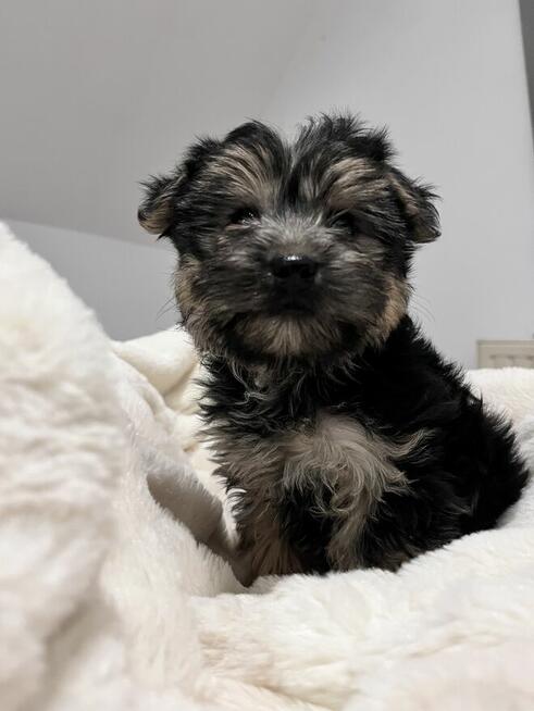 Sprzedam yorka malutkiego