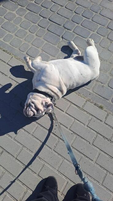 Oddam buldoga angielskiego