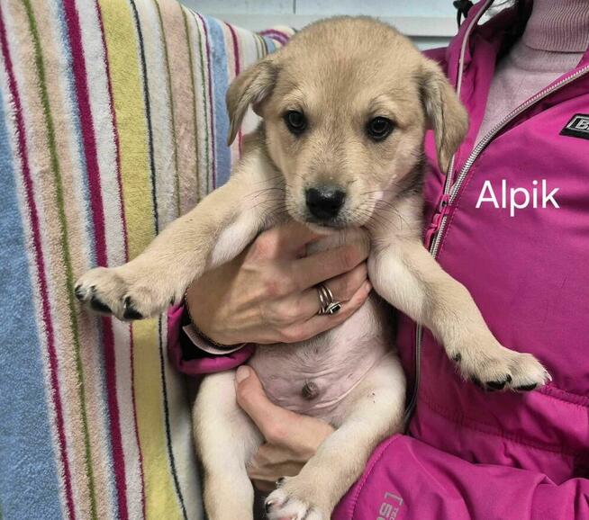 Alpik – maleńka iskierka, która szuka swojego nieba