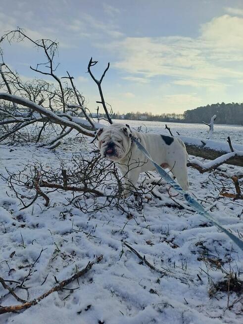 Oddam buldoga angielskiego