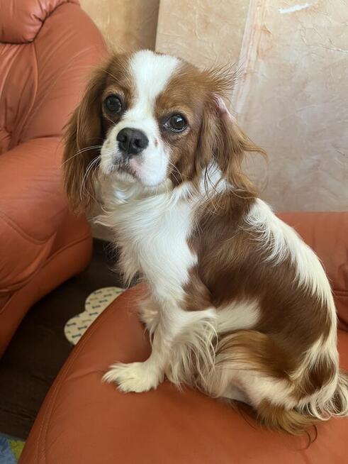 Piesek Cavarier King Charles spaniel