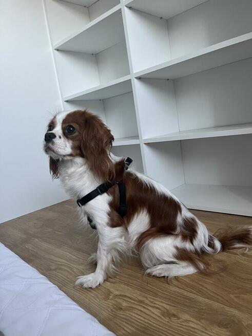 Piesek Cavarier King Charles spaniel