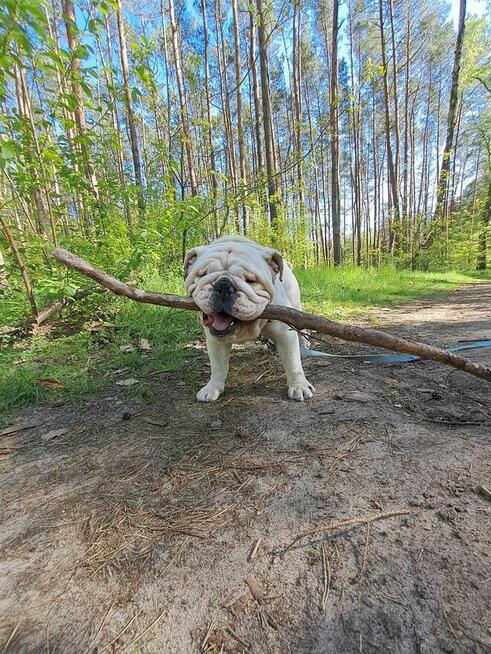 Oddam buldoga angielskiego