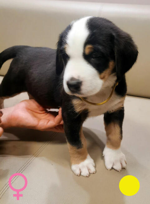 Szczeniak Duży Szwajcarski Pies Pasterski DSPP