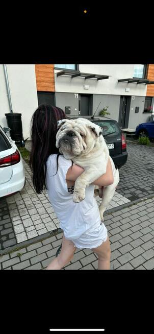 Oddam buldoga angielskiego