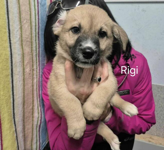 Rigi szuka swojego miejsca na świecie