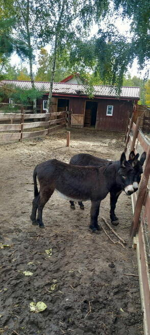 osiołki na sprzedaż