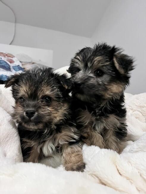 Sprzedam yorka malutkiego