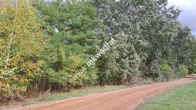 ⭐⭐⭐⭐ Pod INWESTYCJĘ, 8369 m2, pod Kampinosem ⭐⭐⭐⭐