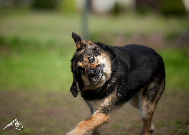 Leo szuka domu tymczasowego na jesień życia