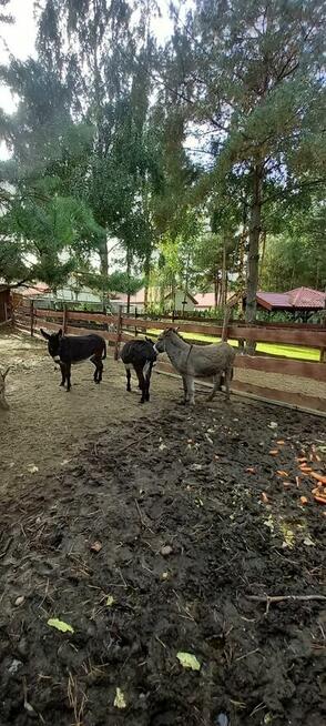 osiołki na sprzedaż