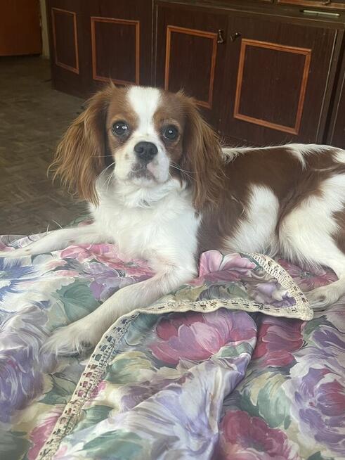 Piesek Cavarier King Charles spaniel