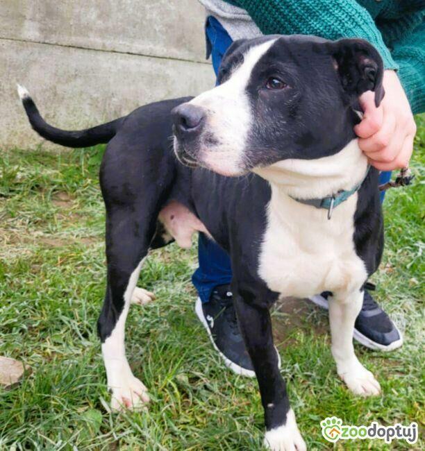 BINGO - kochany psiak w typie amstaffa szuka mądrego domu