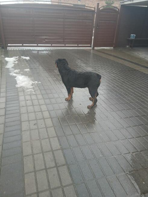 Rottweiler Piesek