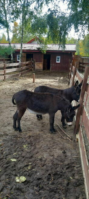 osiołki na sprzedaż