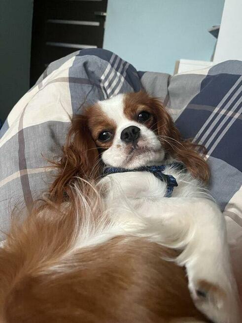 Piesek Cavarier King Charles spaniel