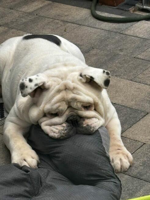 Oddam buldoga angielskiego