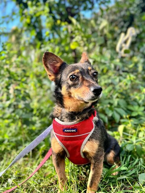 Malutka Karolcia spod kaloryfera szuka swojego stadka