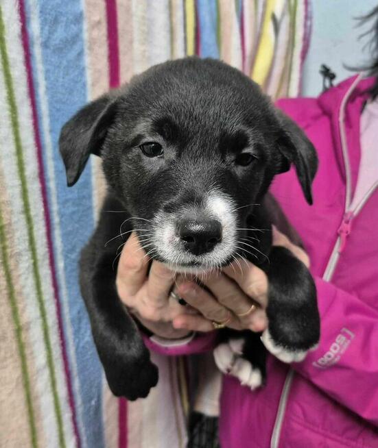 Jura szuka swojego człowieka